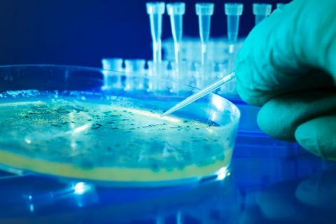 PHA publishes E. coli report PHA publishes E. coli report