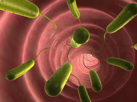 PHA warn of E. coli O104 (VTEC) outbreak in Germany
