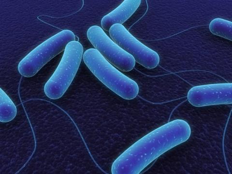 E. coli O157 – Update 7 November 2012