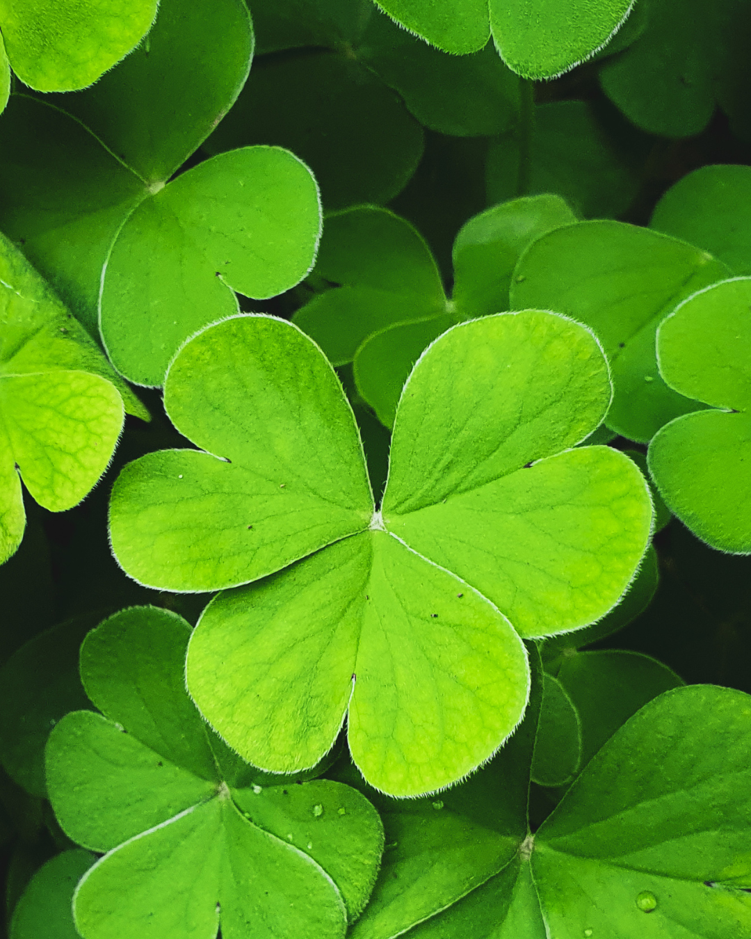 Photograph of Shamrock's for St Patrick's Day 