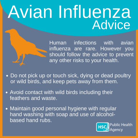 PHA advice after avian flu detected in wild birds | HSC Public Health Agency