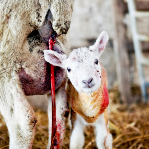 newborn lamb