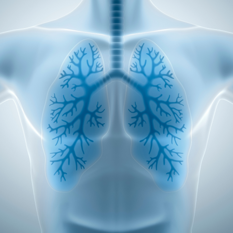 lungs