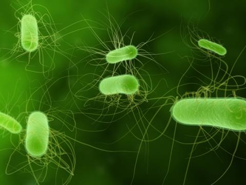 E. coli O157 outbreak – update E. coli O157 outbreak – update