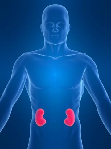 GENIE makes important diabetes discovery GENIE makes important diabetes discovery