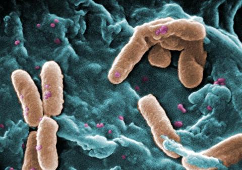 Pseudomonas update - 25th January 2012