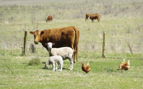 Don’t forget to wash your hands when visiting the farm Don’t forget to wash your hands when visiting the farm