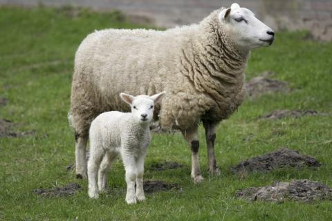 Important advice to pregnant women during lambing season Important advice to pregnant women during lambing season