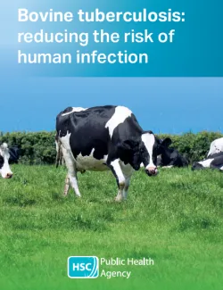 herd of cows