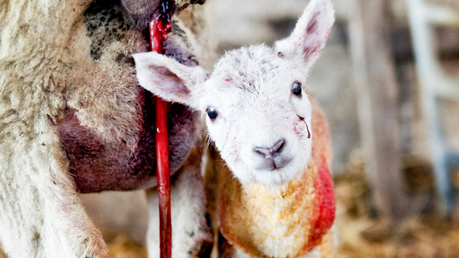 newborn lamb
