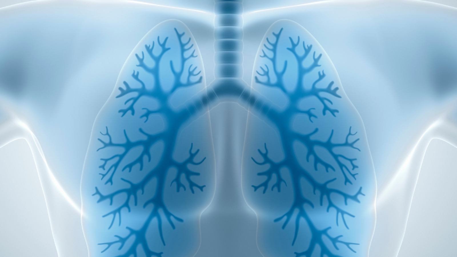 lungs