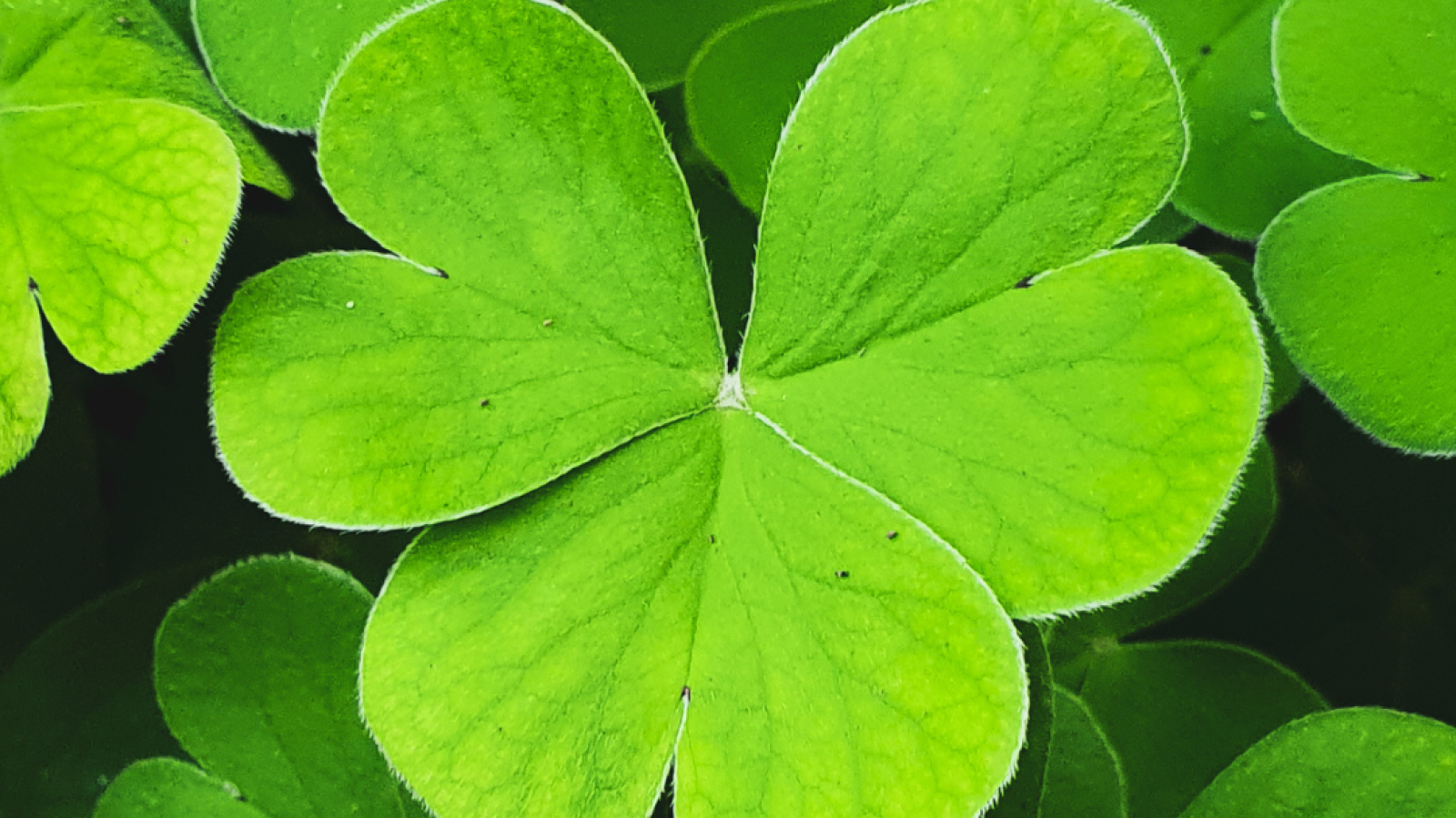 Photograph of Shamrock's for St Patrick's Day 